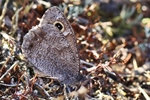 Eisenfarbiger Samtfalter (Hipparchia statilinus)