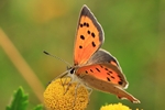 Kleiner Feuerfalter (Lycaena phlaeas)