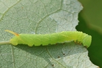 Pappelschw&auml;rmer (Laothoe populi) - Jungraupe