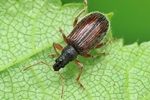 Zweifarbiger Schmalbauchr&uuml;ssler (Phyllobius oblongus)