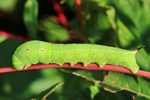 Mittlerer Weinschw&auml;rmer (Deilephila elpenor) - Jungraupe