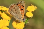 Kleiner Feuerfalter (Lycaena phlaeas)