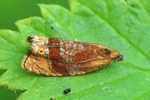 Ohne deutschen Namen (Eucosmomorpha albersana)