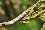 Schmalfl&uuml;geliger Heidekrautspanner (Pachycnemia hippocastanaria)