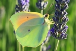 Cleopatra-Falter (Gonepteryx cleopatra)