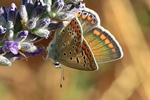 Hauhechel-Bl&auml;uling (Polyommatus icarus)