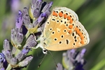 Hauhechel-Bl&auml;uling (Polyommatus icarus)