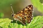 Schl&uuml;sselblumen-W&uuml;rfelfalter (Hamearis lucina)