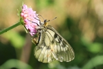 Schwarzer Apollo (Parnassius mnemosyne)