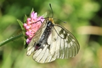 Schwarzer Apollo (Parnassius mnemosyne)