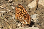Schl&uuml;sselblumen-W&uuml;rfelfalter (Hamearis lucina)