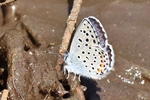 Westlicher Quendelbl&auml;uling (Pseudophilotes baton)