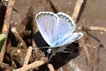 Westlicher Quendelbl&auml;uling (Pseudophilotes baton)