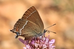 Kreuzdorn-Zipfelfalter (Satyrium spini)