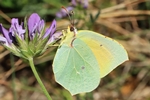 Cleopatra-Falter (Gonepteryx cleopatra)