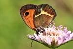 Spanisches Ochsenauge (Pyronia bathseba)