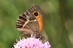 Spanisches Ochsenauge (Pyronia bathseba)