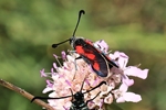 Ohne deutschen Namen (Zygaena sarpedon) - oben