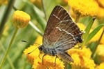 Kreuzdorn-Zipfelfalter (Satyrium spini)