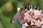Ohne deutschen Namen (Zygaena sarpedon)
