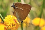 Kreuzdorn-Zipfelfalter (Satyrium spini)