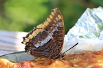 Erdbeerbaumfalter (Charaxes jasius)