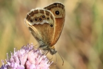 Wiesenv&ouml;gelchen (Coenonympha dorus)