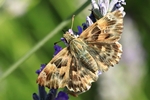 Malven-Dickkopffalter (Carcharodus alceae)
