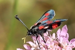 Ohne deutschen Namen (Zygaena sarpedon)