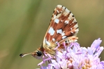Roter W&uuml;rfel-Dickkopffalter (Spialia sertorius)