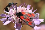 Ohne deutschen Namen (Zygaena sarpedon)