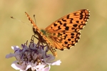 Magerrasen-Perlmuttfalter (Boloria dia)