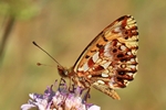 Magerrasen-Perlmuttfalter (Boloria dia)