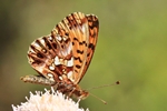 Magerrasen-Perlmuttfalter (Boloria dia)