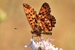Magerrasen-Perlmuttfalter (Boloria dia)