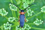 Schwarzf&uuml;&szlig;iger Walzenhalsbock (Phytoecia nigripes)