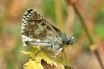 Schwarzbrauner W&uuml;rfeldickkopffalter (Pyrgus serratulae)