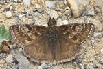 Kronwicken-Dickkopffalter (Erynnis tages)