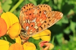 Silberfleck-Perlmuttfalter (Boloria euphrosyne)