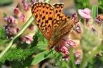 Silberfleck-Perlmuttfalter (Boloria euphrosyne)