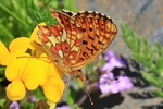 Silberfleck-Perlmuttfalter (Boloria euphrosyne)