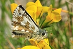 Mehrbr&uuml;tiger W&uuml;rfel-Dickkopffalter (Pyrgus armoricanus)