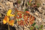 Silberfleck-Perlmuttfalter (Boloria euphrosyne)