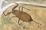 Wasserskorpion (Nepa cinerea)