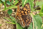 Schl&uuml;sselblumen-W&uuml;rfelfalter (Hamearis lucina)