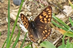 Schl&uuml;sselblumen-W&uuml;rfelfalter (Hamearis lucina)