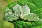 Geb&uuml;sch-Gr&uuml;nspanner (Hemithea aestivaria)