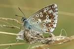 Himmelblauer Bläuling (Lysandra bellargus)