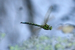 Blaugrüne Mosaikjungfer - Männchen im Flug