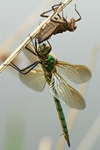 Glänzende Smaragdlibelle - Frisch geschlüpftes Weibchen